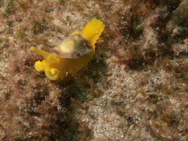 nudibranche 