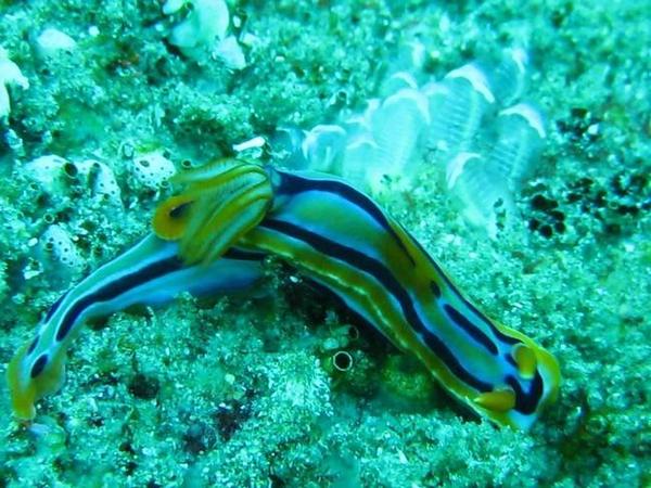 Nudibranche