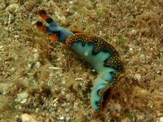 Nudibranche ??