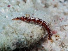 Nudibranche