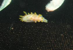 Nudibranche