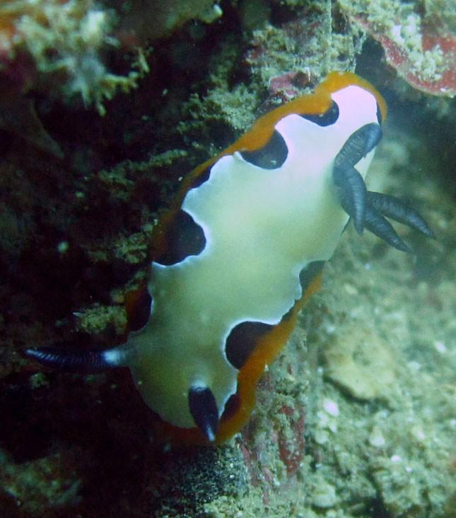 Nudibranche