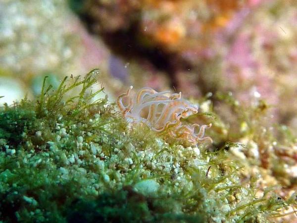 Nudibranche