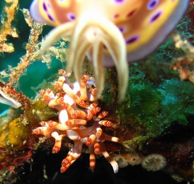 <p>Tous petit ca. Flabellinidae. Flabellina bilas. S.E.Tablas, Philippines.</p>