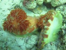 nudibranches géants ?