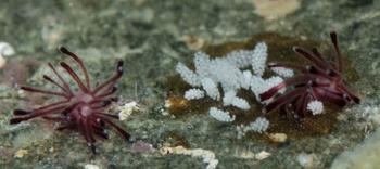 Nudibranches indonésiens