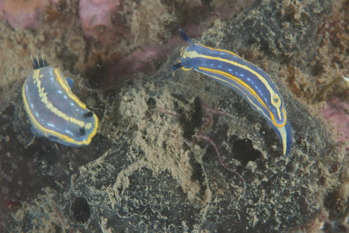 Nudibranches Méditerranée