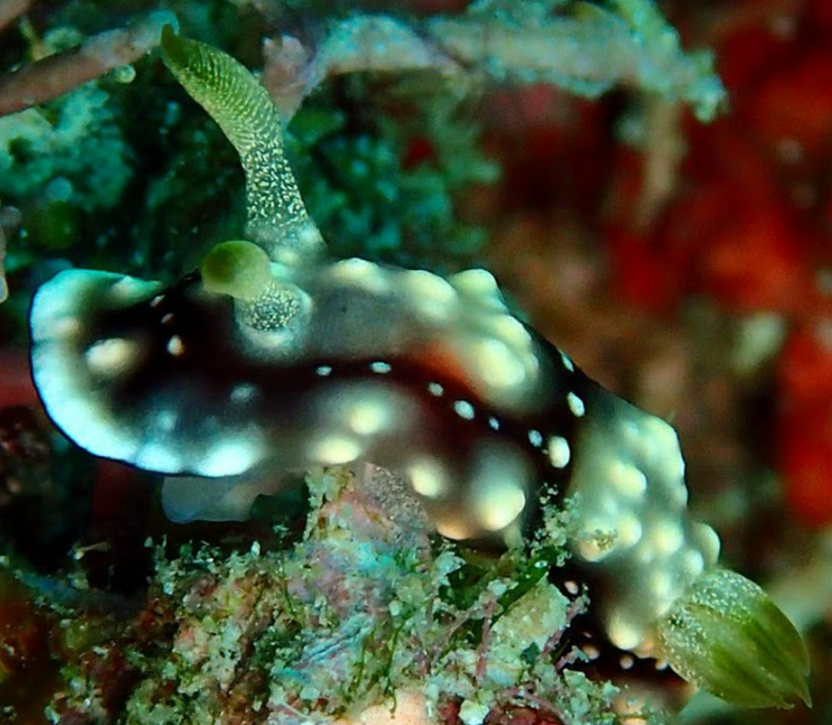 Nudibranches Philippines