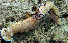 Nudibranches