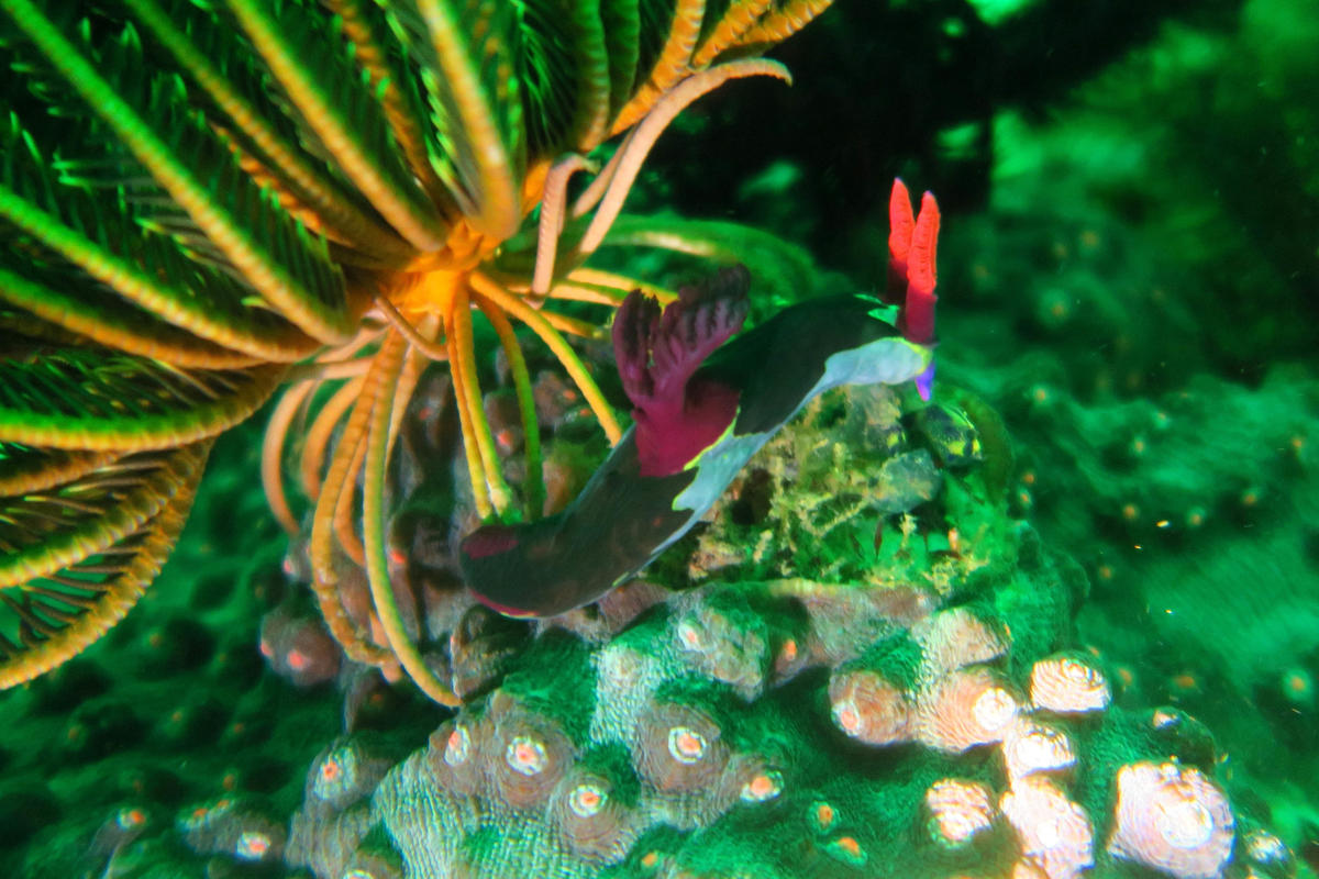nudibranchia philippines
