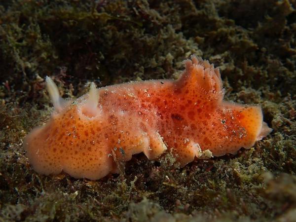 Nudibranquio a determinar