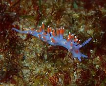 Nudibranquio a identificar