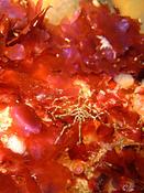 Nymphon gracile?