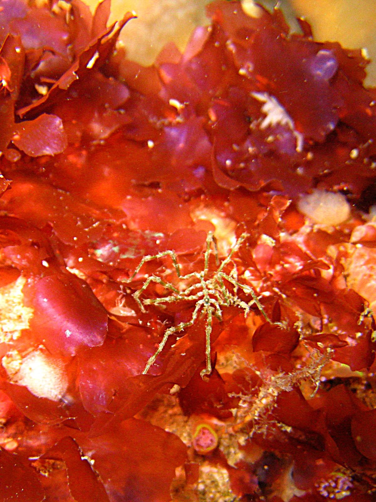 Nymphon gracile?