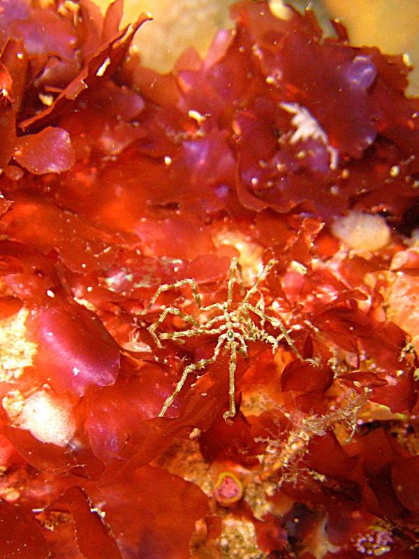 Nymphon gracile?