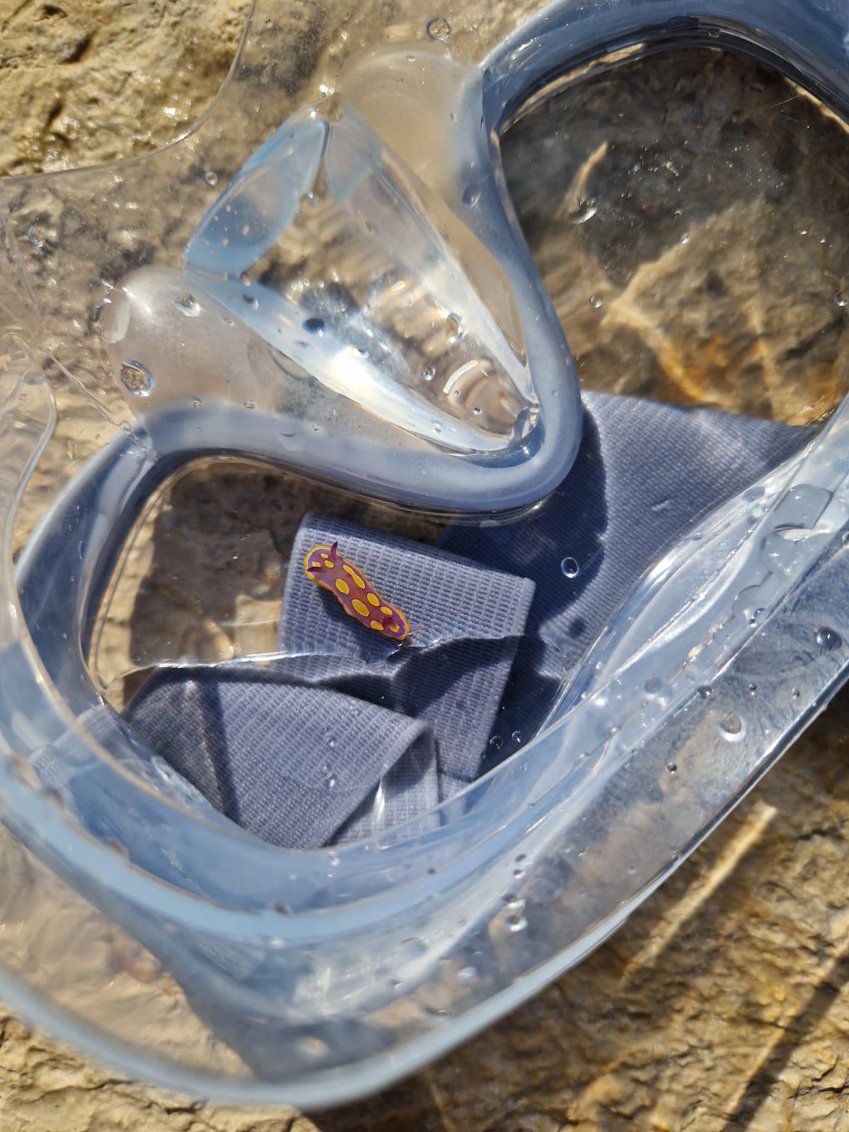 Observation d'une felimida luteorosea en Croatie
