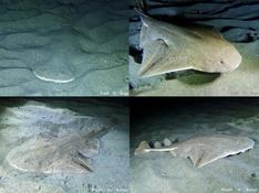 Observation de l'ange de mer en Corse