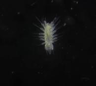 Observation de plancton - Larve de polychète