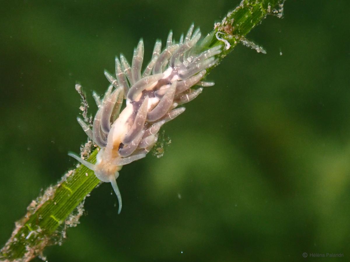 Observation Nudibranche Thau