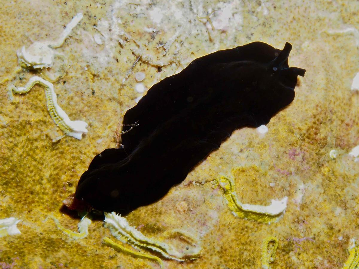Ocelles de ver plat noir velouté?