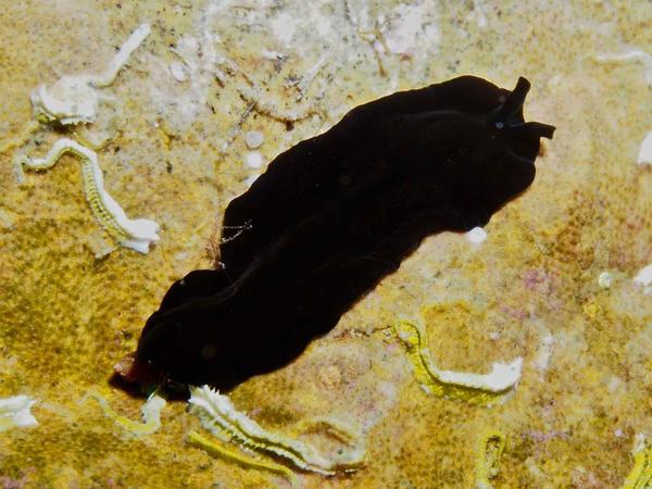 Ocelles de ver plat noir velouté?