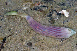 Ochetostoma de Mayotte