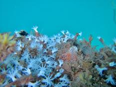 Octocorail mahorais