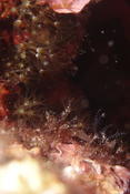 Octocoralliaire