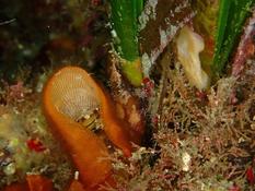 Octocoralliaire inconnu