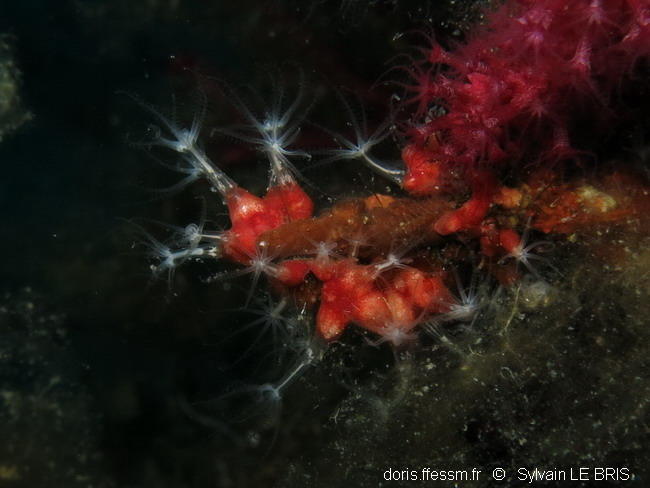 Octocoralliaire