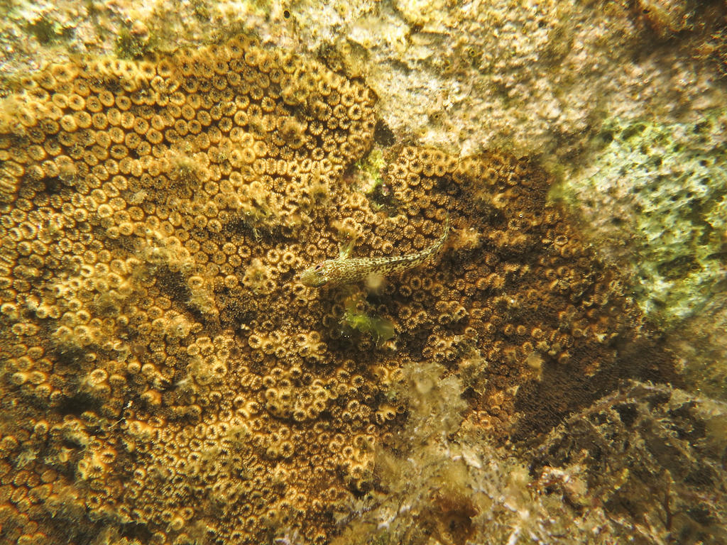 <p>Bonjour,</p><p>Pour aider à l'identification de ce corail dur de Méditerranée, je joins une autre photo de Ginette pour les détails.</p>
