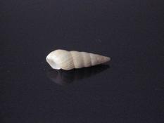 Odostomia?