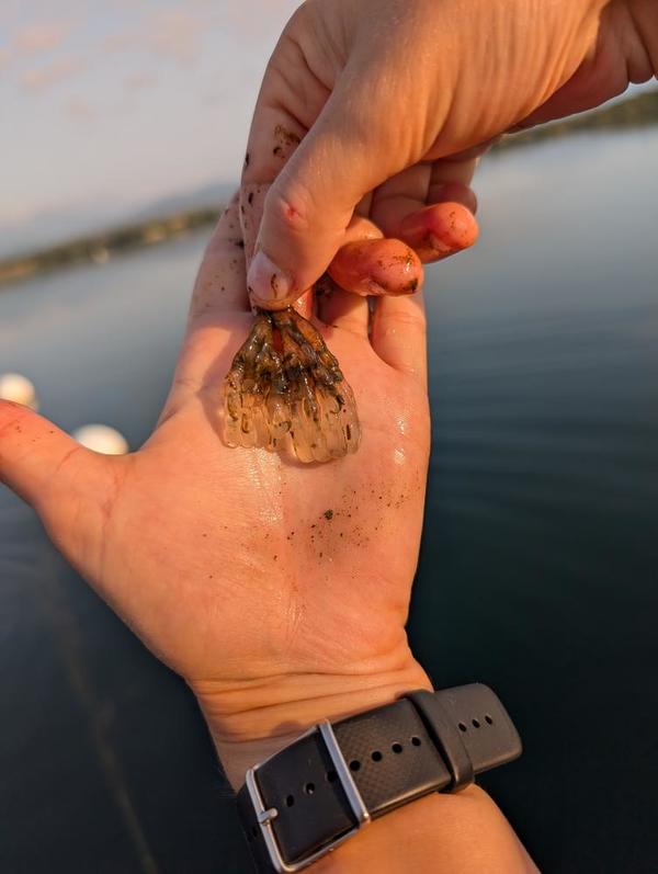 Oeufs de céphalopode ? Ascidian ? Something else ??