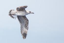 Oiseau marin du grand large - Méditerranée