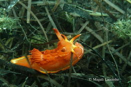 Okenia elegans?