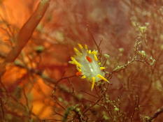 Okenia elegans (encore !)