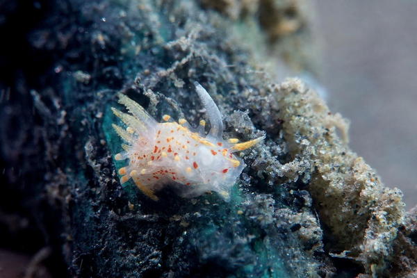 Okenia mediterranea (Espiguette, Grau-du-Roi)