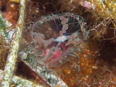 Olindias phosphorica
