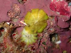 Ombrelles juvéniles ?