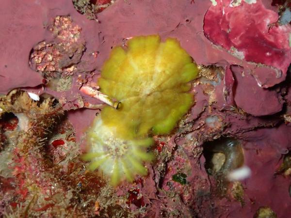 Ombrelles juvéniles ?