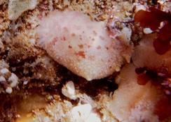 Onchidoris bilamellata ?