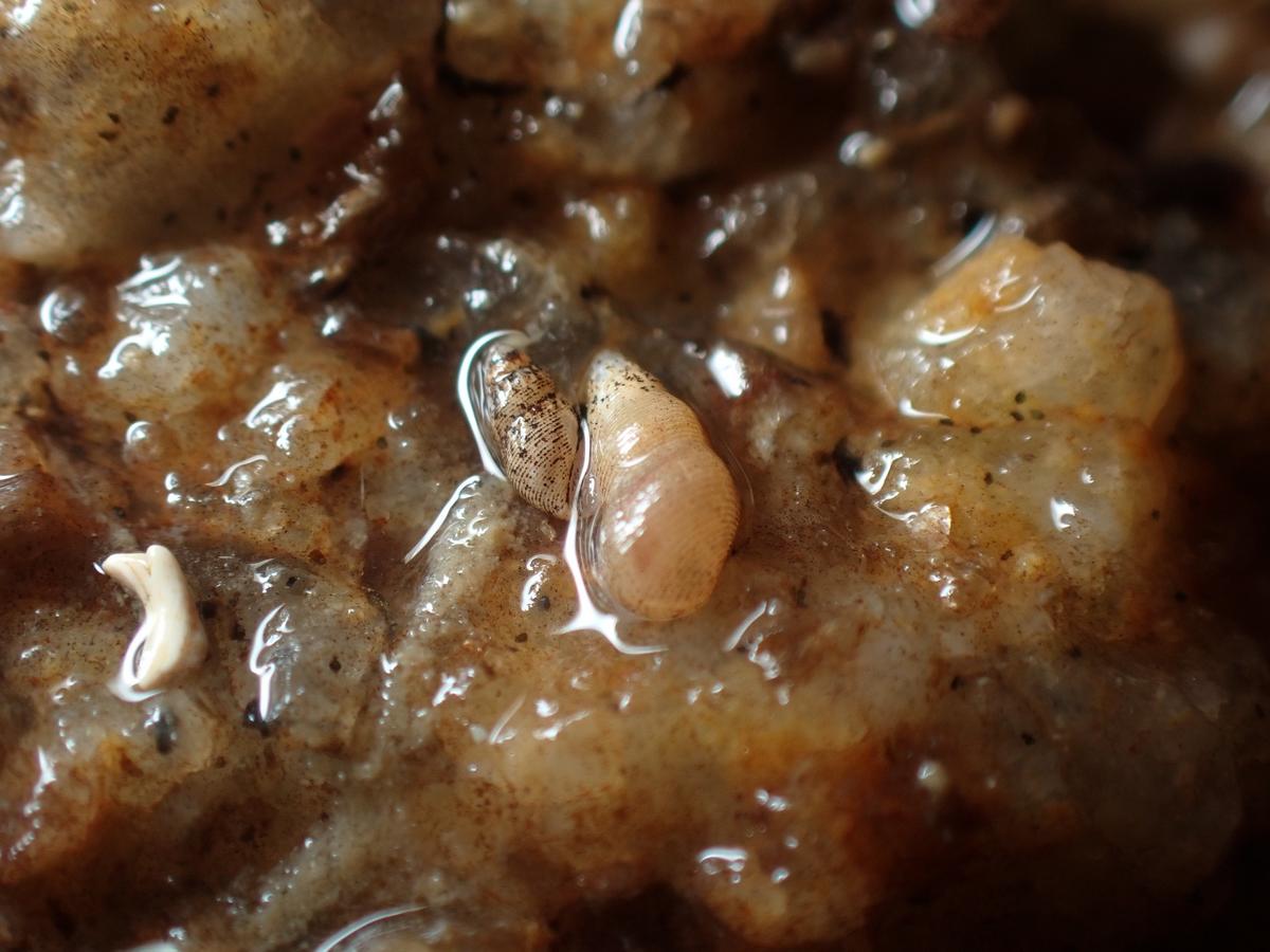 Onoba semicostata, Loire-Atlantique