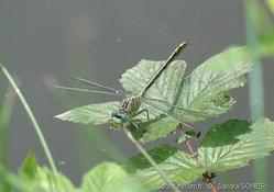 Onychogomphus uncatus