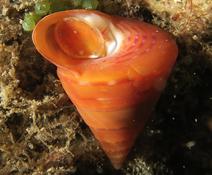 Opercule? (Troque orange)