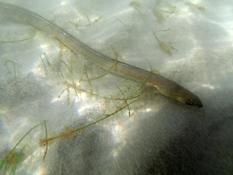 Ophichtidae à Djibouti