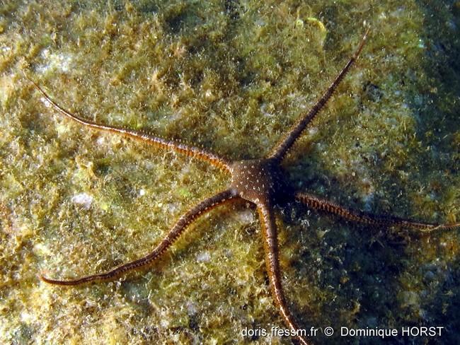 une autre vue, un peu meilleure....<br />Elle semble différente de <em>Ophioderma longicauda</em>.<br />Celle-ci était de belle taille, donc a prio...