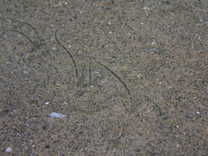 Ophiopsila annulosa à Saintes-Marie-de-la-Mer (13)?