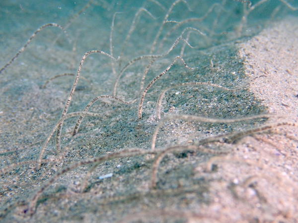 Ophiure de sable en Camargue ?