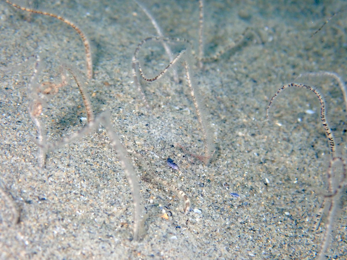 <p>Merci Pierre pour ta réponse.</p><p>Les bras ne mesurent pas plus de 3 à 4 cm pour la partie visible. L'ophiure de sable d'Europe, <i><a href="h...