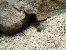 Ophiure des Seychelles
